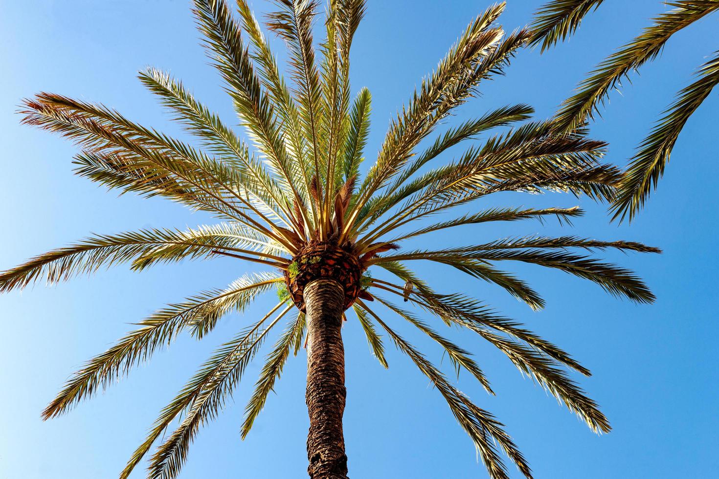 Palm tree and blue sky photo
