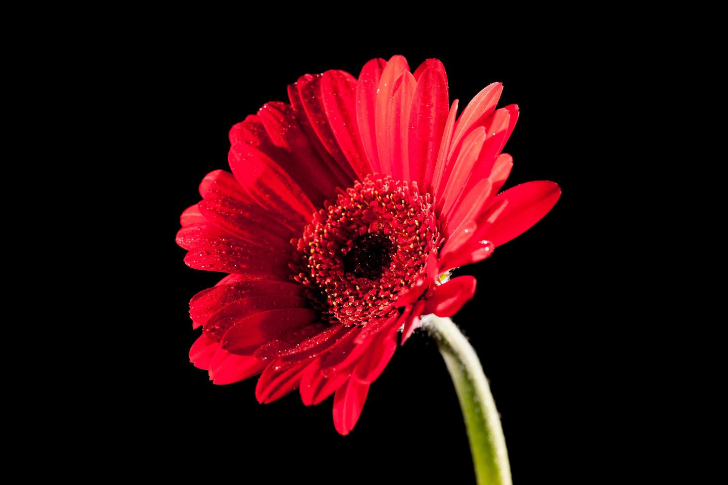 Colourful flower stock photo