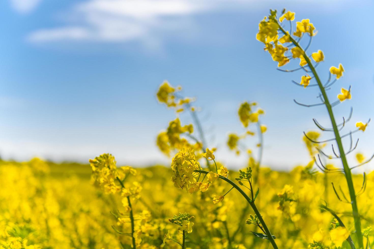 Beautiful yellow rape fields in spring sun photo