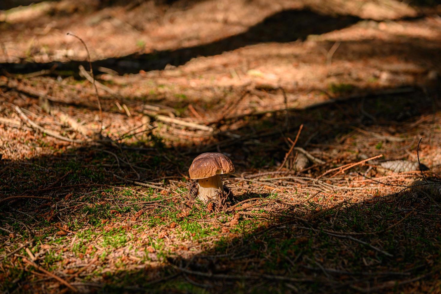 Mushroom in the forest photo