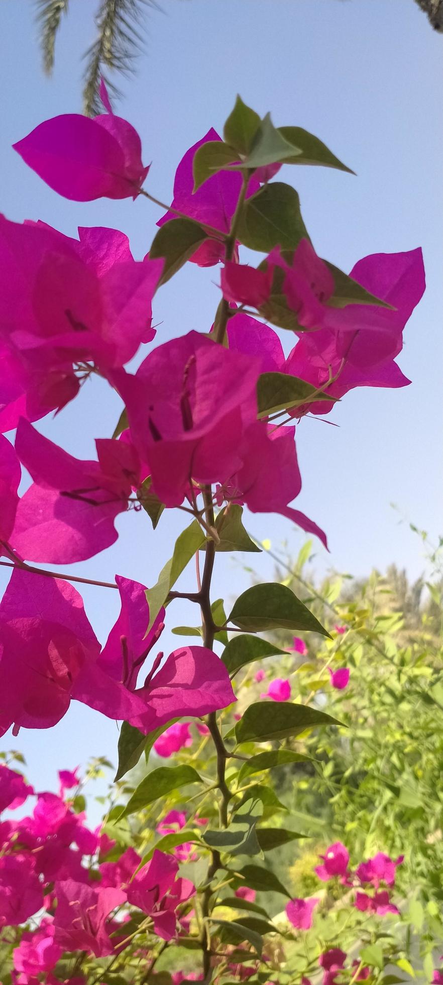 Bougainvilla spectabilis, wallpaper, nice flower, beautiful flower