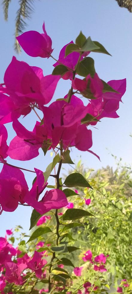 Bougainvilla spectabilis, wallpaper,  nice flower,  beautiful flower, beauty nature photo