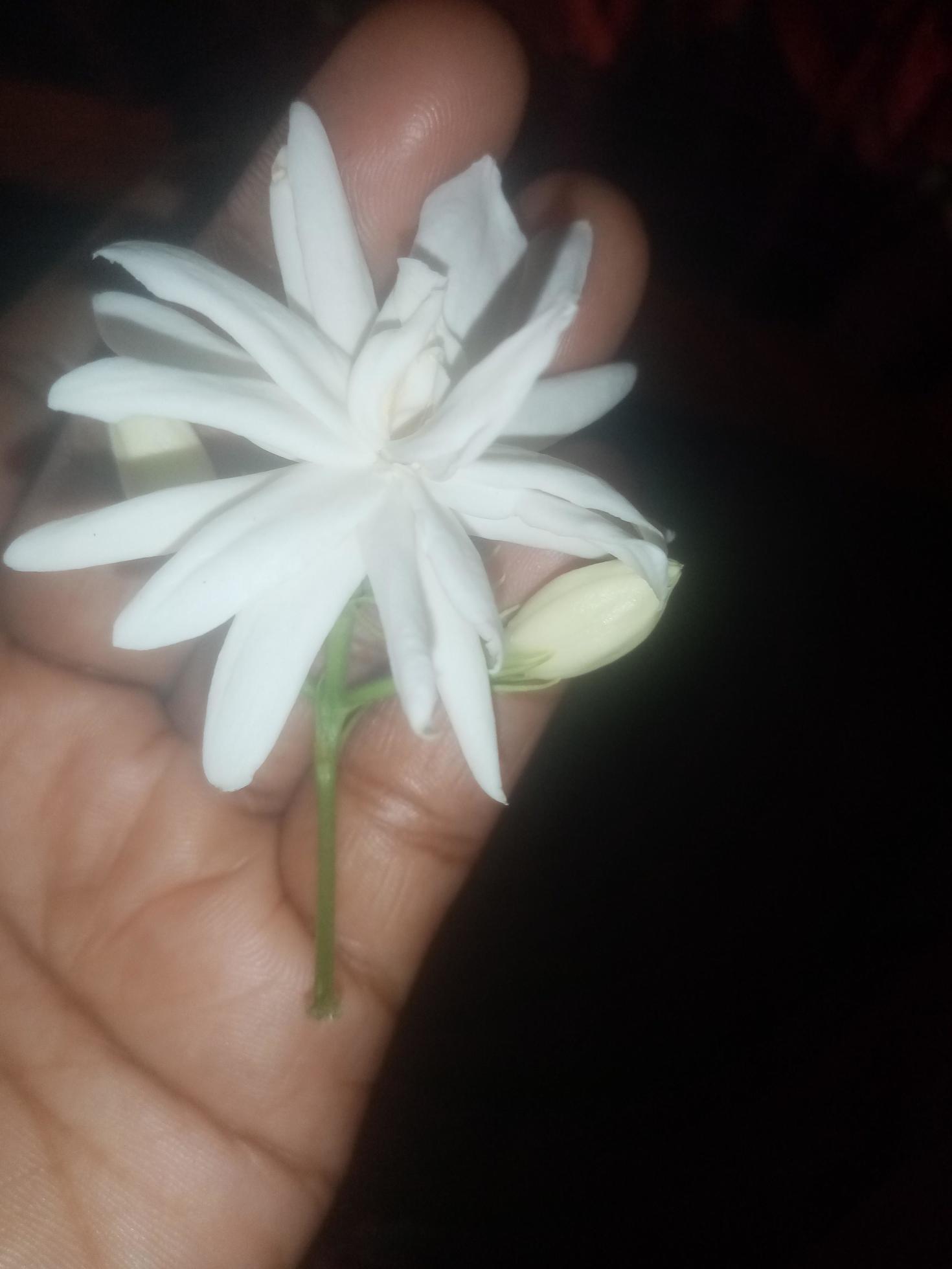 Arabian Jasmine, white flower, wallpaper, beautiful flower, beauty nature  9758409 Stock Photo at Vecteezy