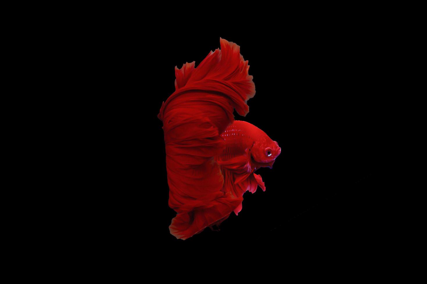 hermoso pez betta de cola de media luna súper roja o pez luchador momento en movimiento aislado en fondo negro foto
