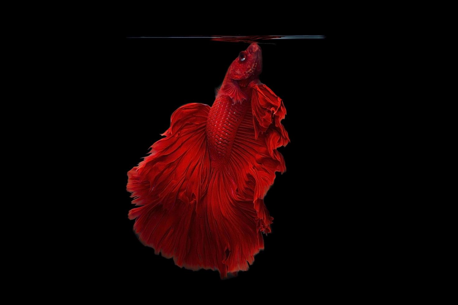 Beautiful betta fish or fighting fish moving moment of colourful half moon tail isolated on black background photo