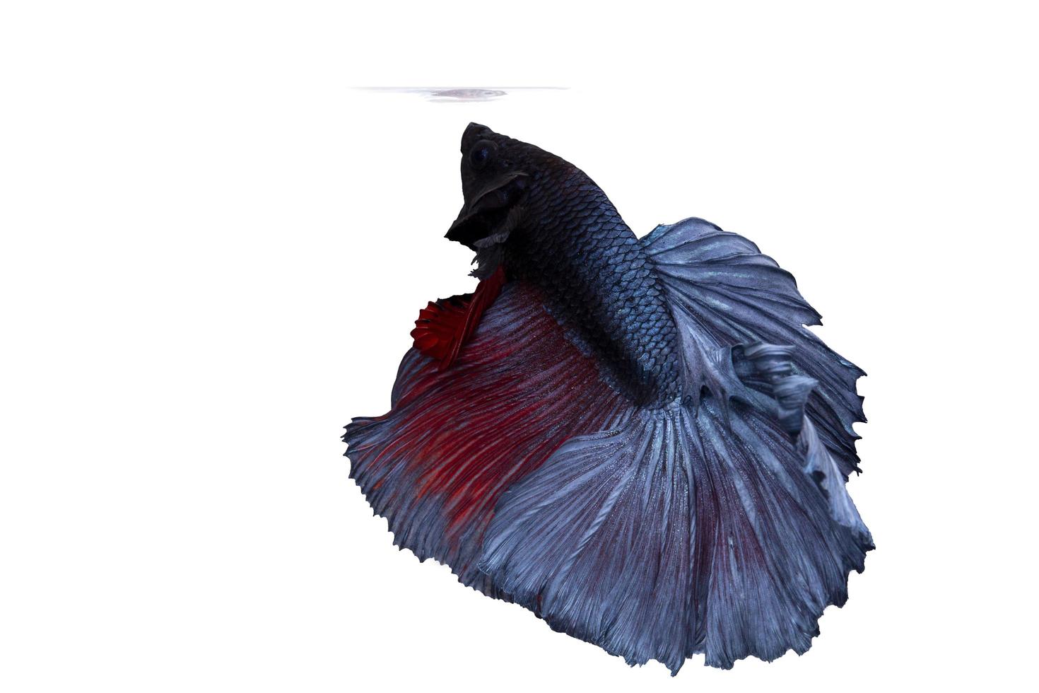 betta fish or fighting fish moving moment of colourful half moon tail isolated on white background photo