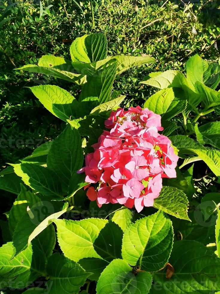Beautiful purple hortensia with green leaves photo