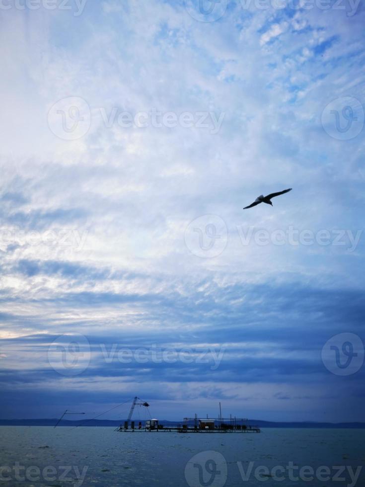 A large seagull flying through a cloudy blue sky photo