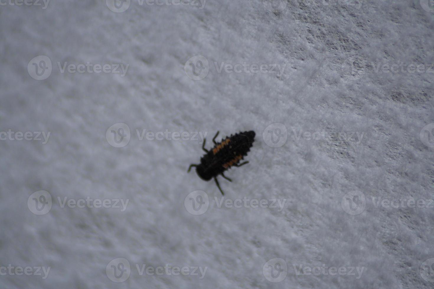 A close up of a beetle photo