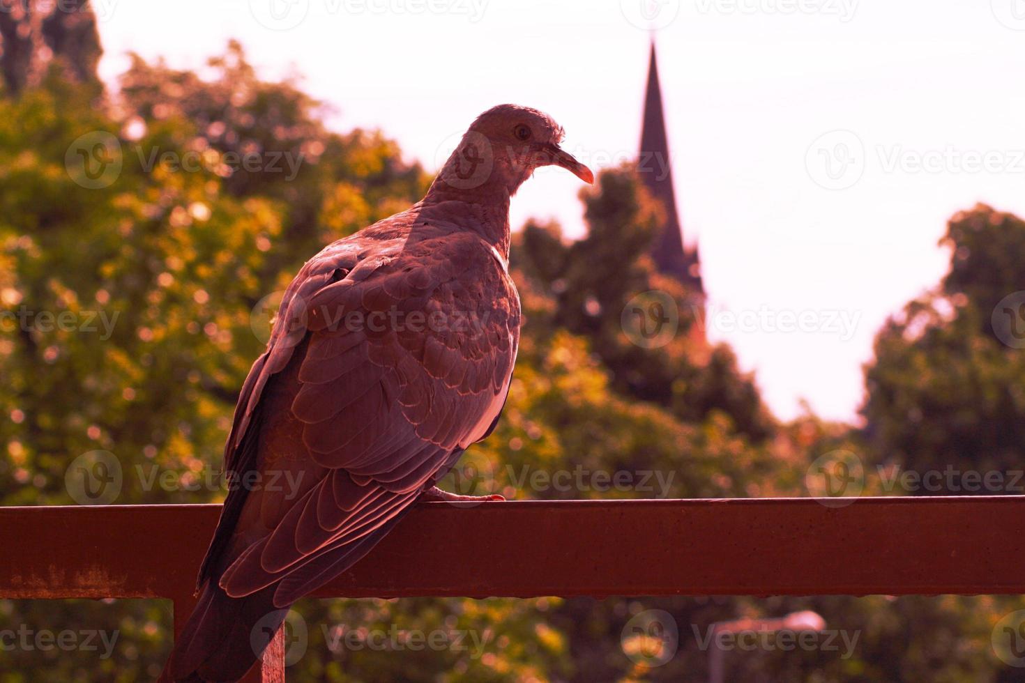 A close up of a pigeon photo