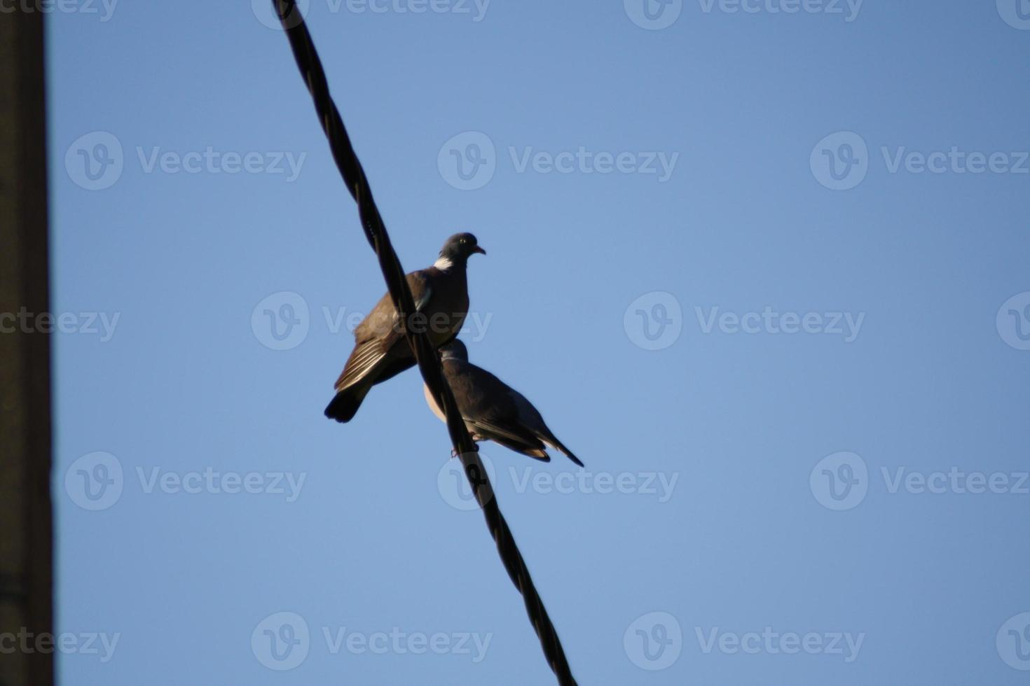 A birds perched on top of a pole photo