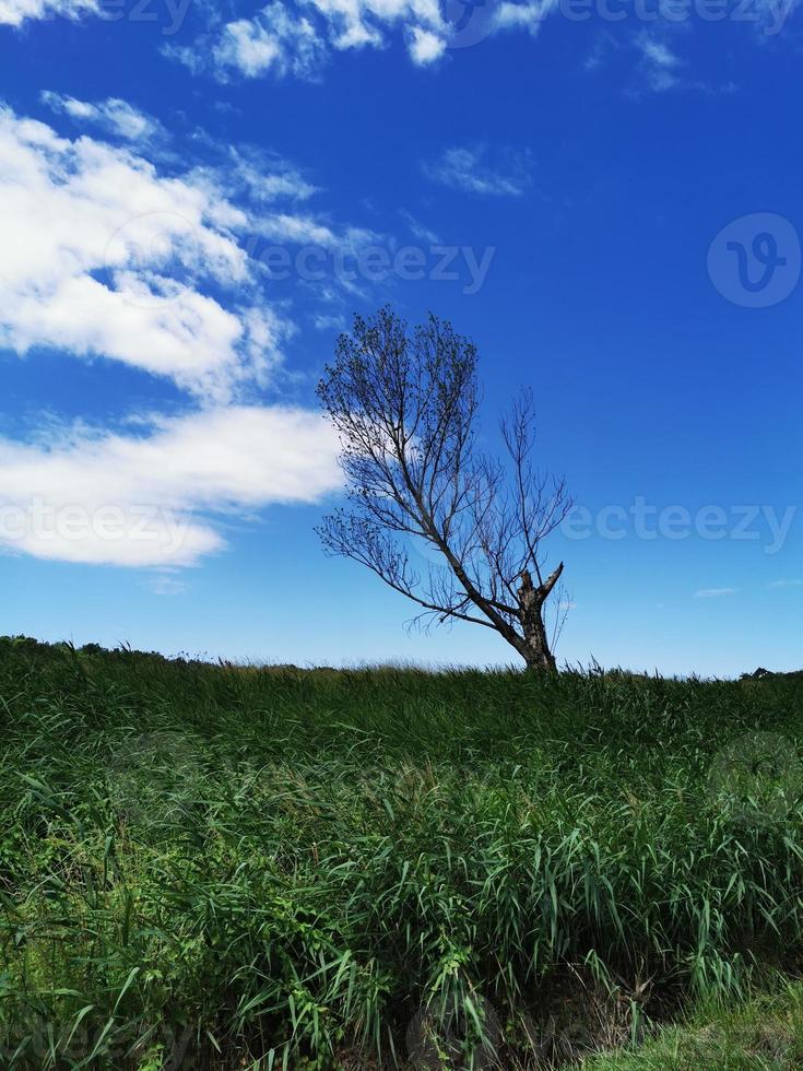 A sign in front of a tree photo