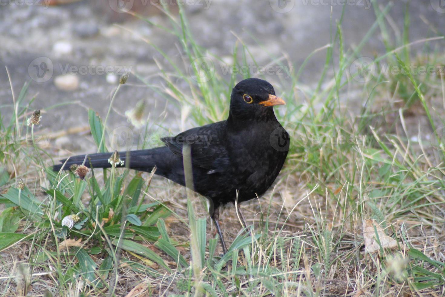 A bird sitting on top of a grass covered field photo