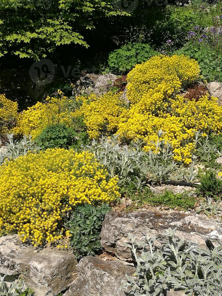 A close up of a yellow flowers photo