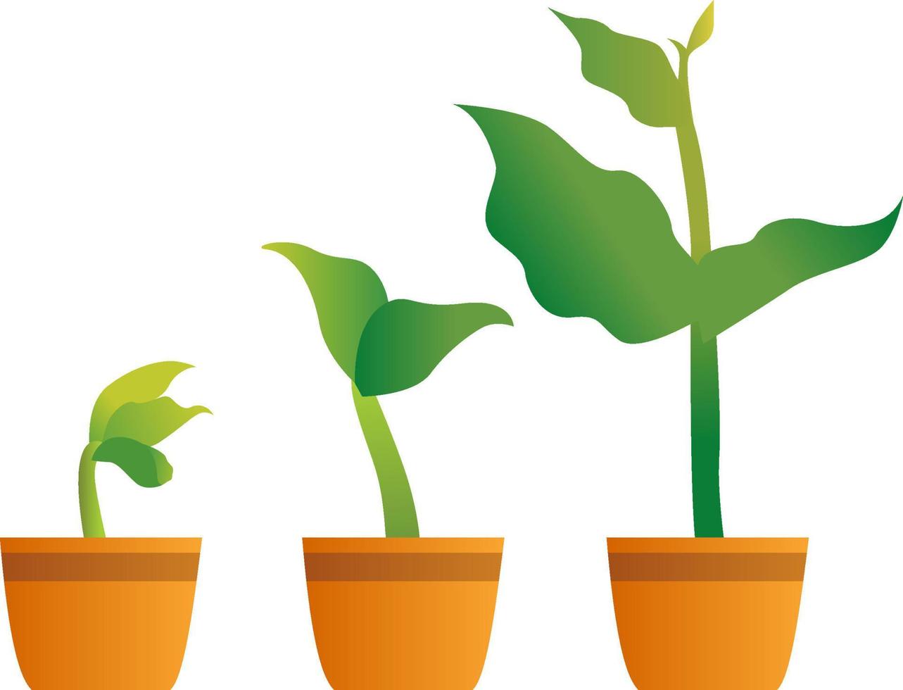 Vector Graphic Illustration, plant growth phases stages, plant growing in pot, growing phase illustration