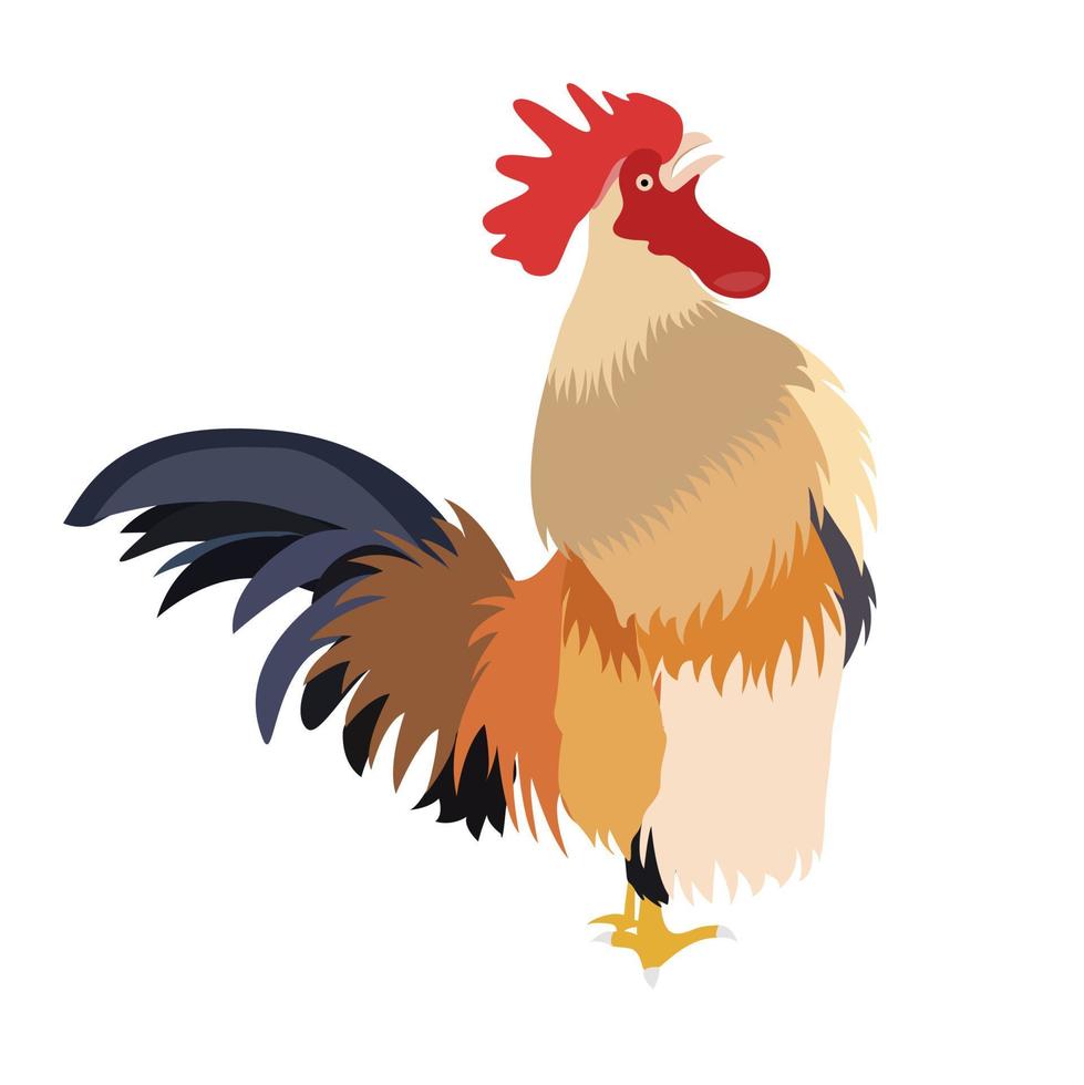 chicken rooster crowing on white background, Vector Illustration