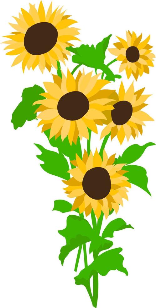 Vector flat illustration of sunflowers isolated on a white background. Each branch is on a separate layer. Sunflowers