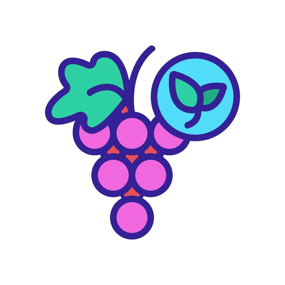 Natural grape icon vector. Isolated contour symbol illustration vector