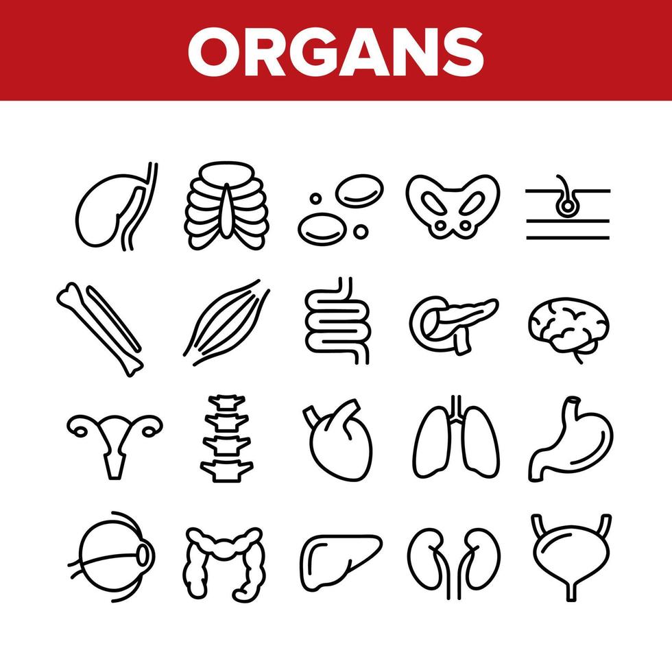 Organs Anatomical Collection Icons Set Vector