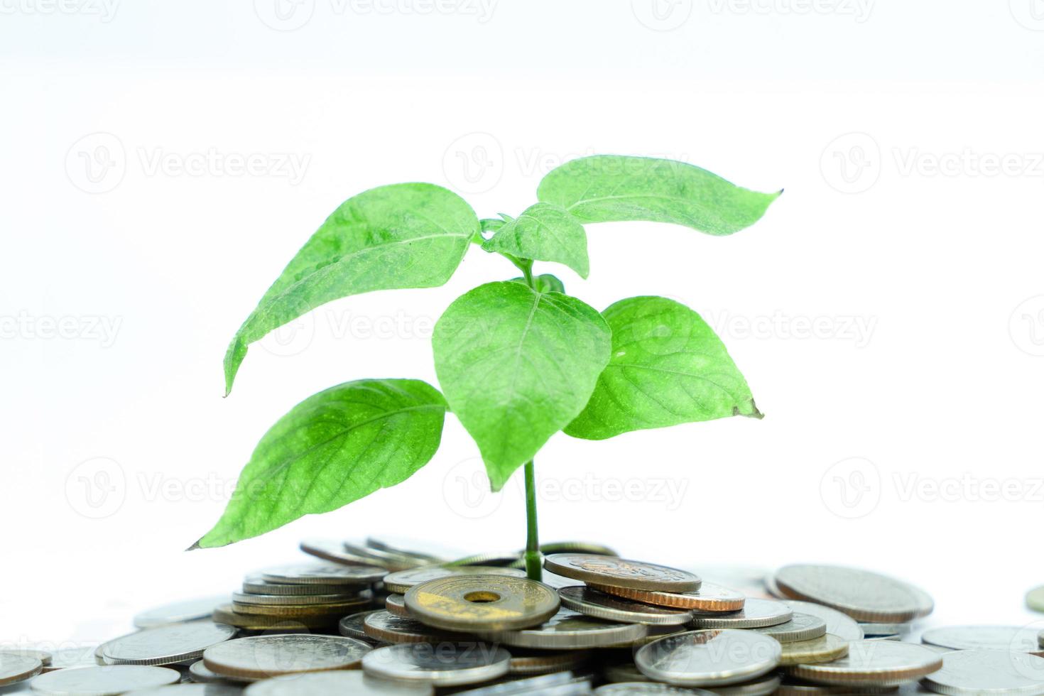 The growth of savings for future investments.  Business concept photo