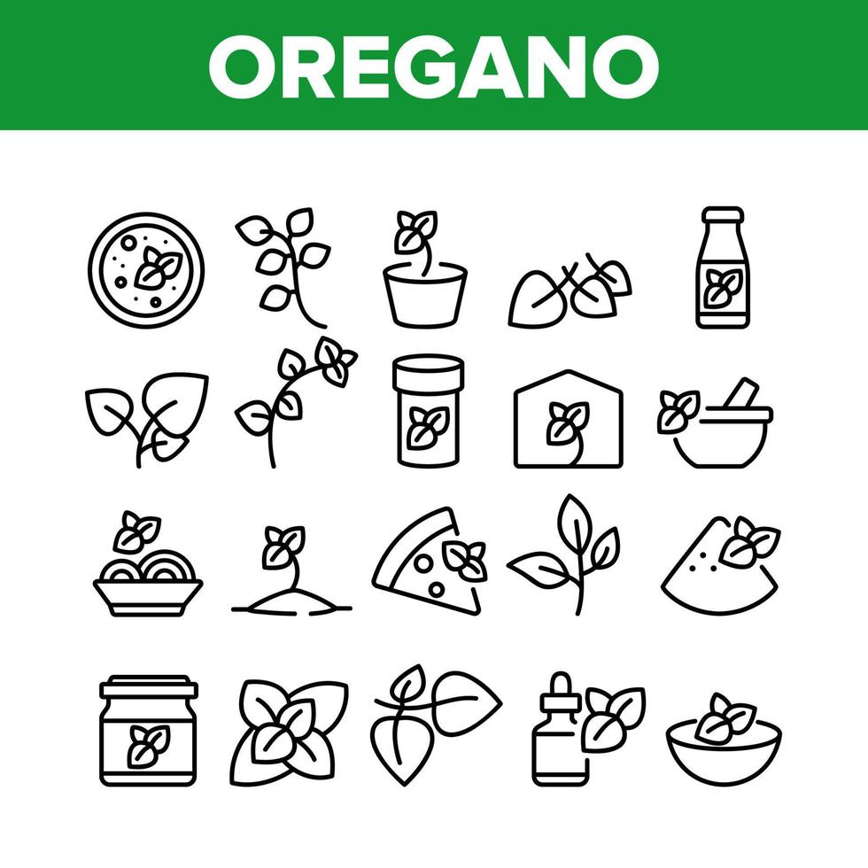 Oregano Herbal Plant Collection Icons Set Vector