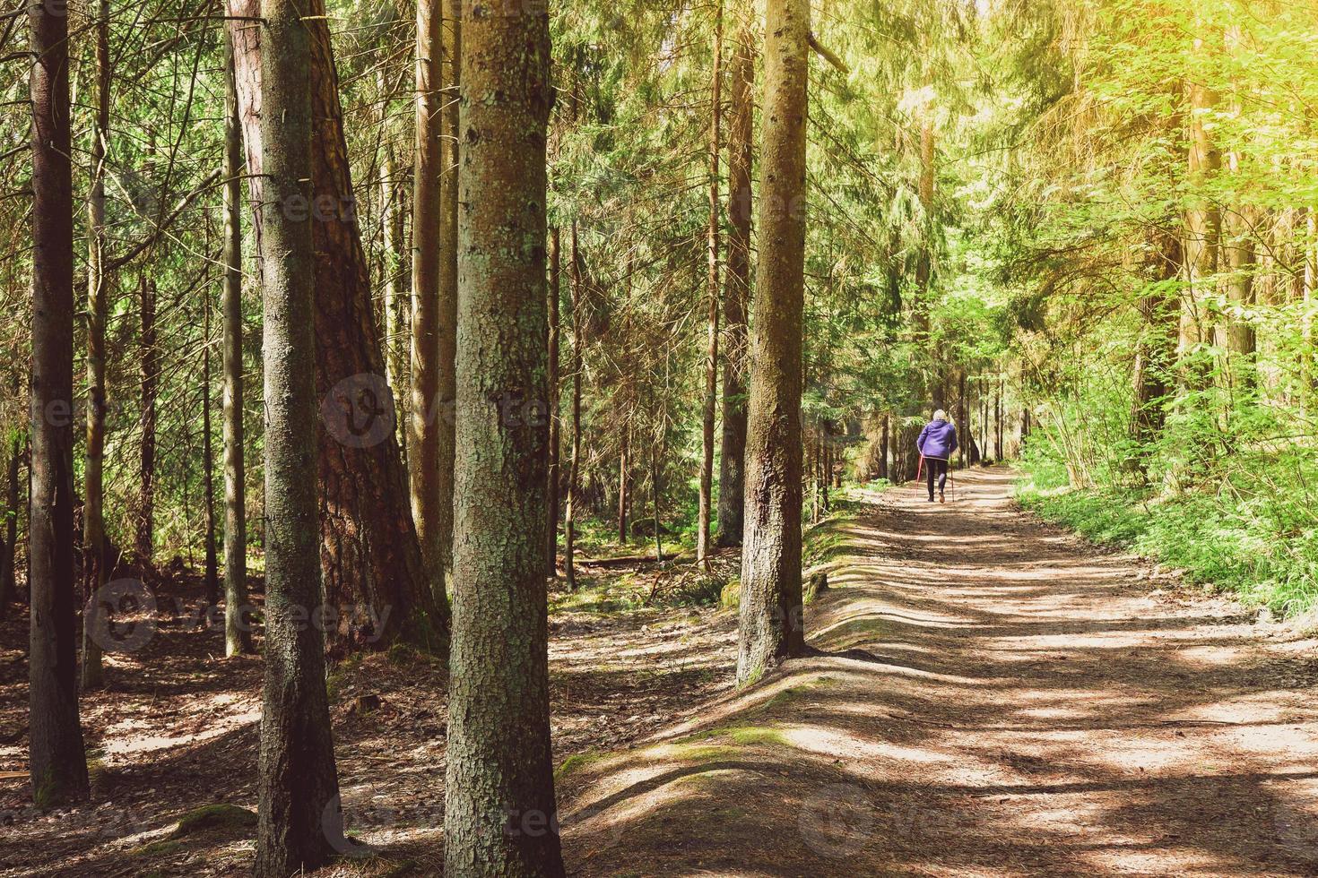 Back view woman on forest trail road walk with nordic sticks in forest surrounded with trees. Texture and nature well-being concept background photo