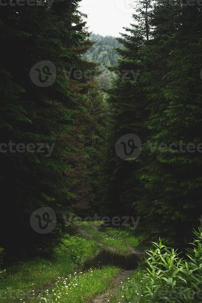 Forest trail scene. Woodland rocky path Forest in fog. Landscape with trees, colorful green and blue fog. Nature background. Dark foggy forest. Change of seasons concept photo
