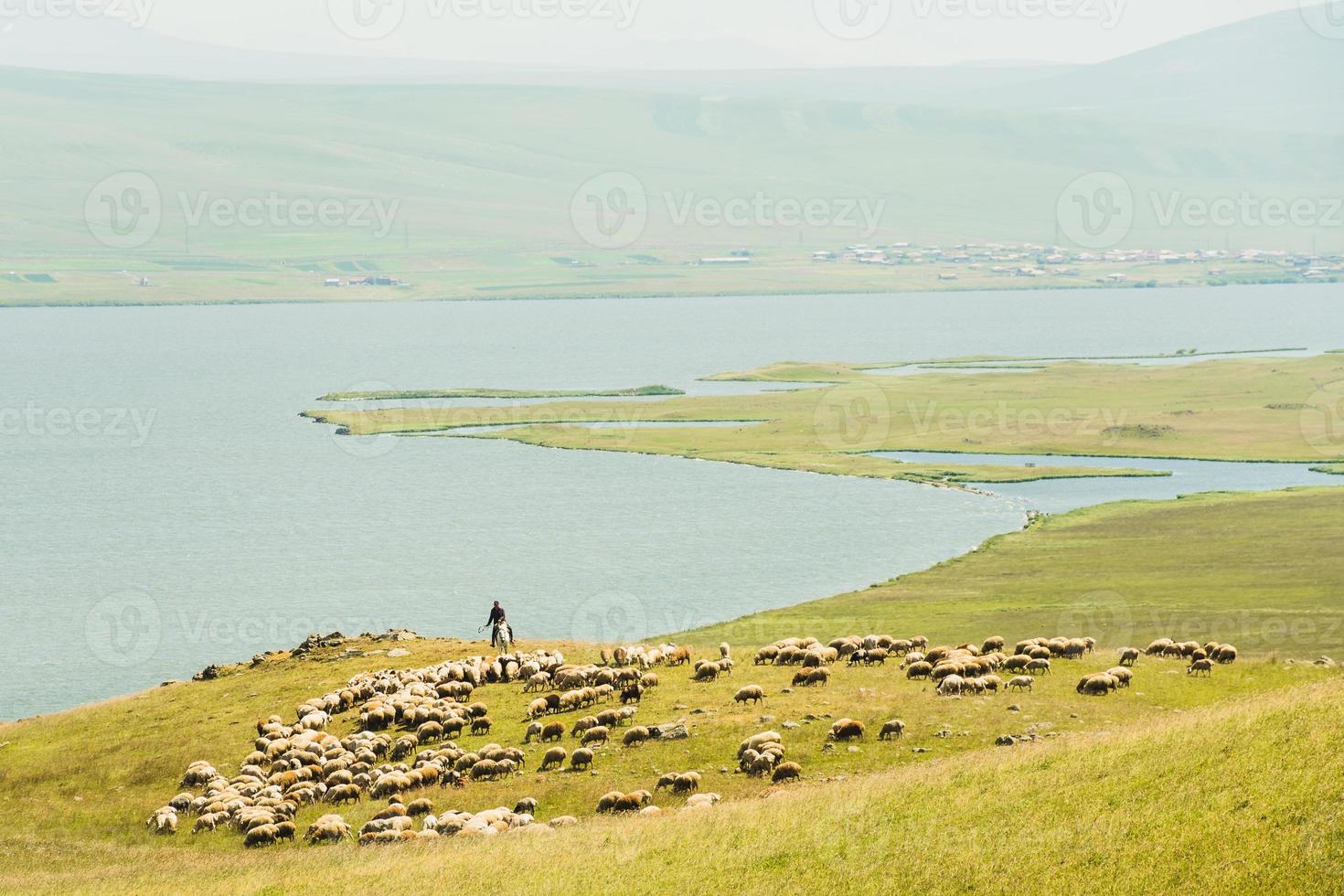 Shephard on horse with sheep by Paravani lake in summer photo