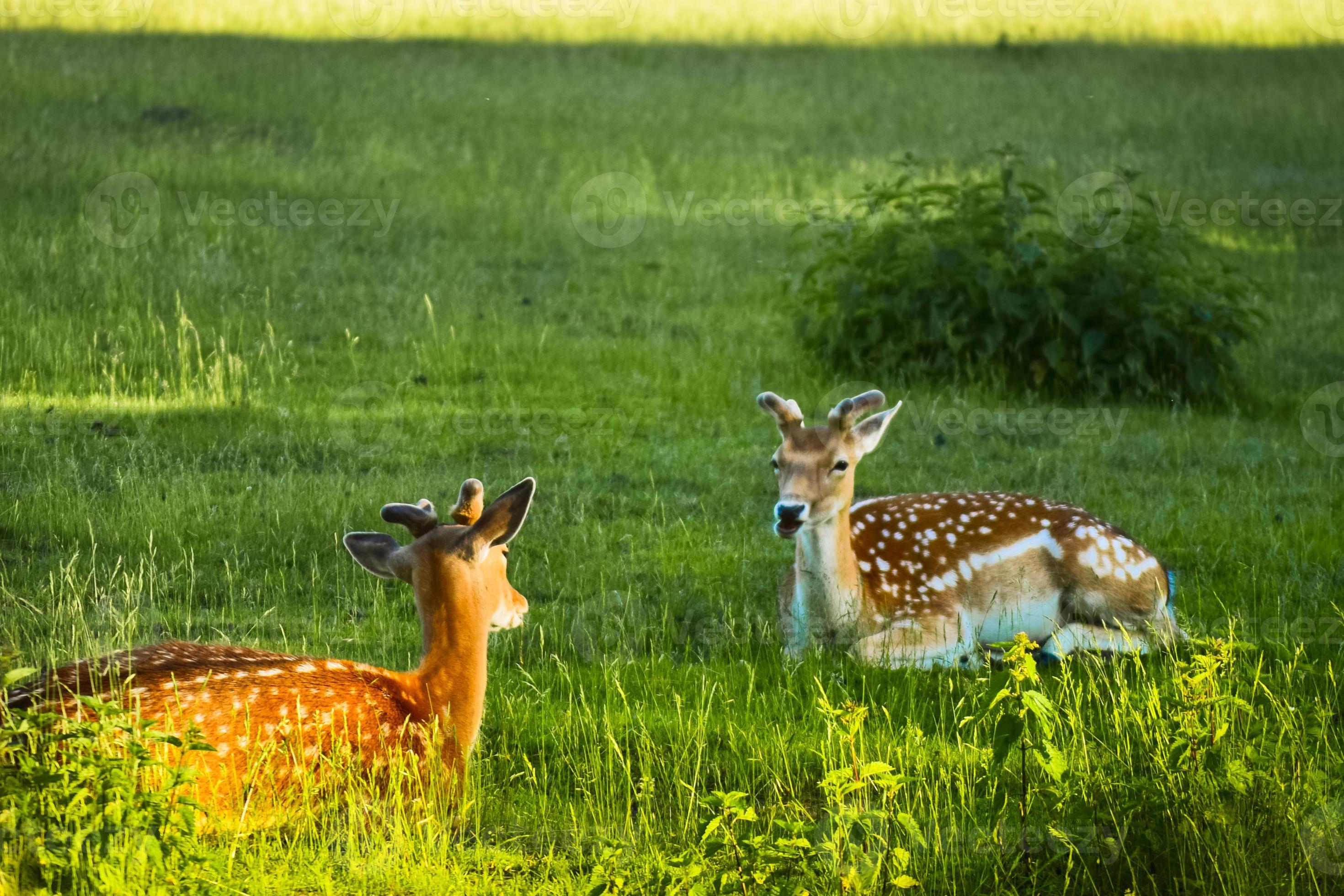 Deer Meadow Farm