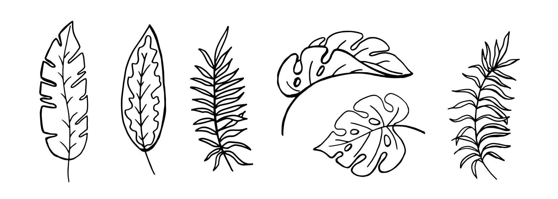 Tropical leaves set hand drawing sketch doodle style isolated on white background.Monstera and palm leaves.Vector stock illustration. vector