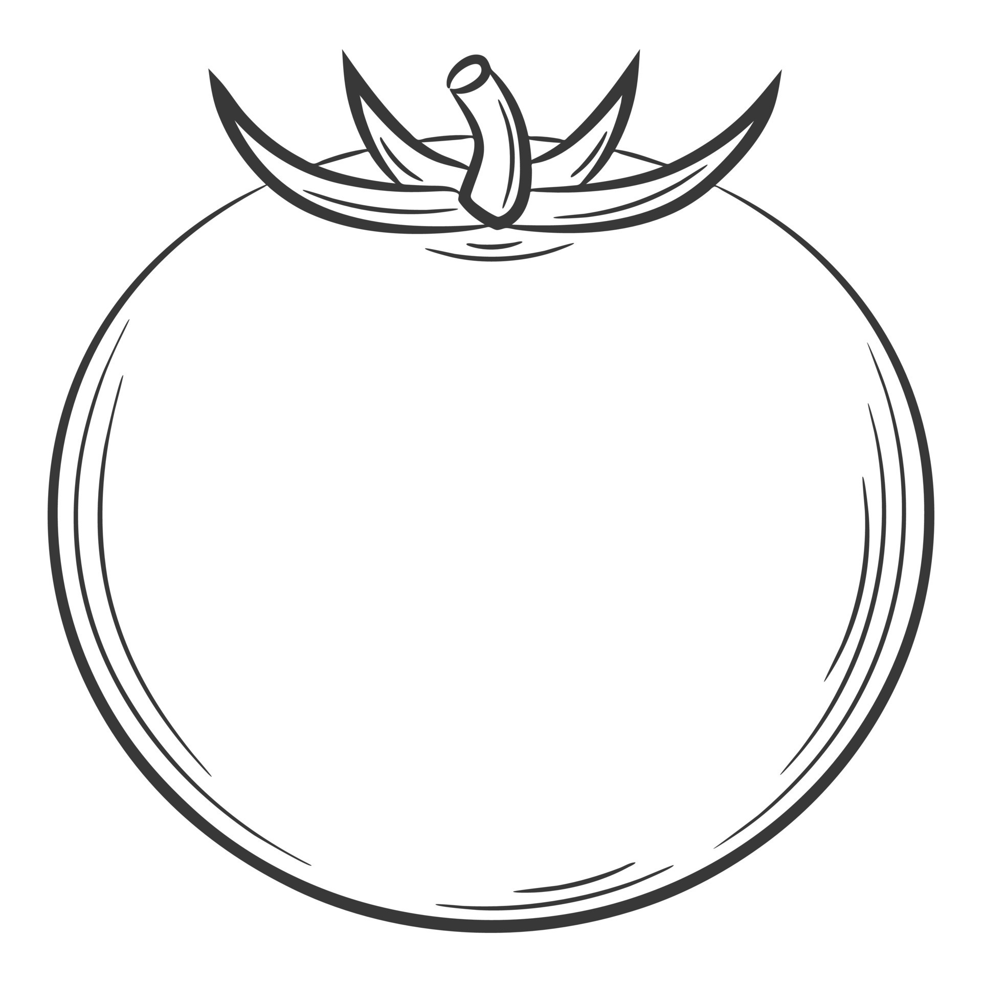 Tomato. A vegetable in a linear style, drawn by hand. Food ingredient