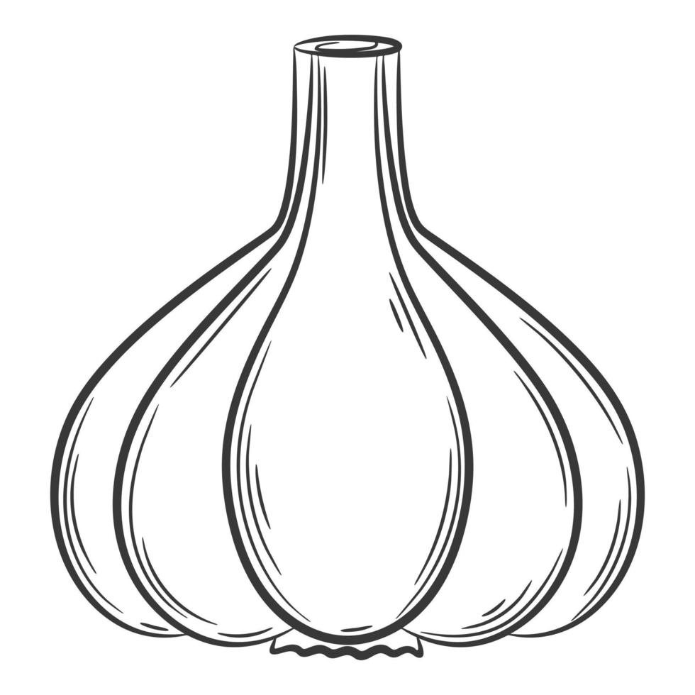 Head of garlic. A vegetable in a linear style, drawn by hand. Food ingredient, design element.Lineart. Black and white vector illustration. Isolated on a white background