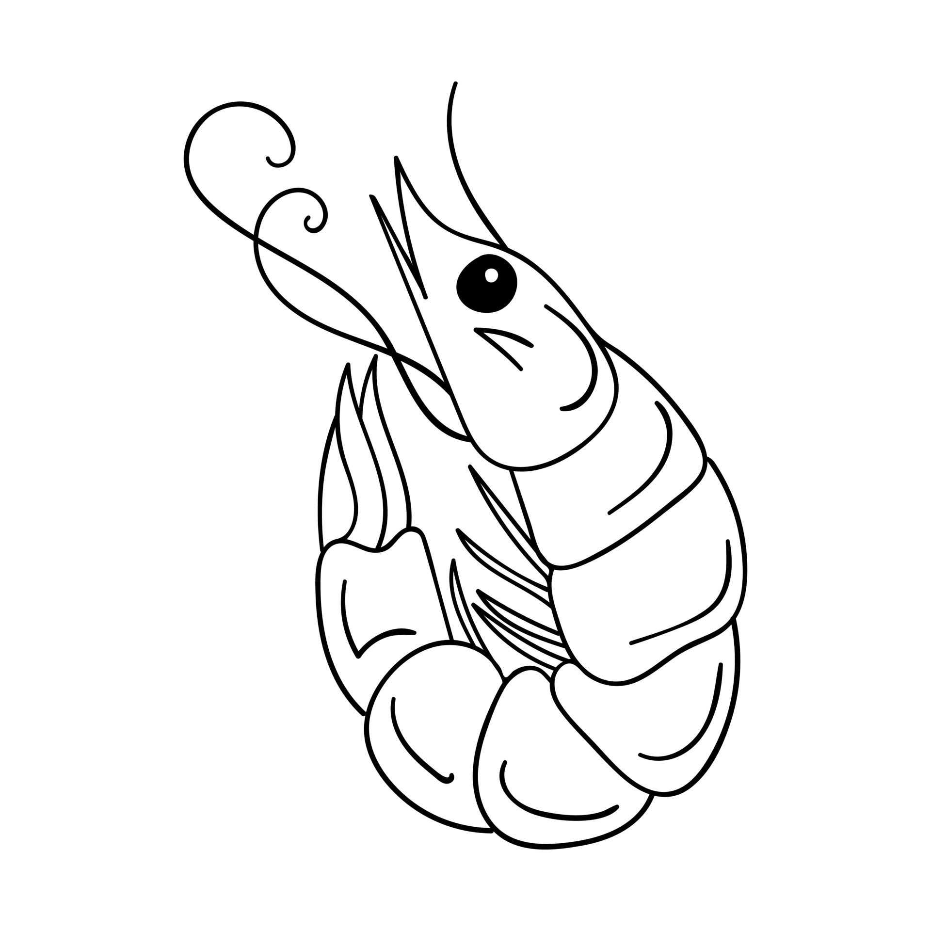 The shrimp is rolled up. Seafood, plankton, krill. Outline sketch food