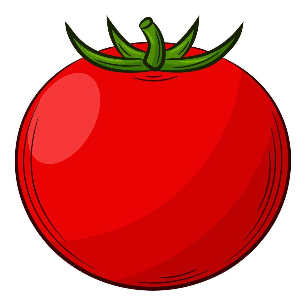 tomate. una verdura de estilo lineal, dibujada a mano. ingrediente alimentario, elemento de diseño. ilustración de vector de color con contorno. Aislado en un fondo blanco