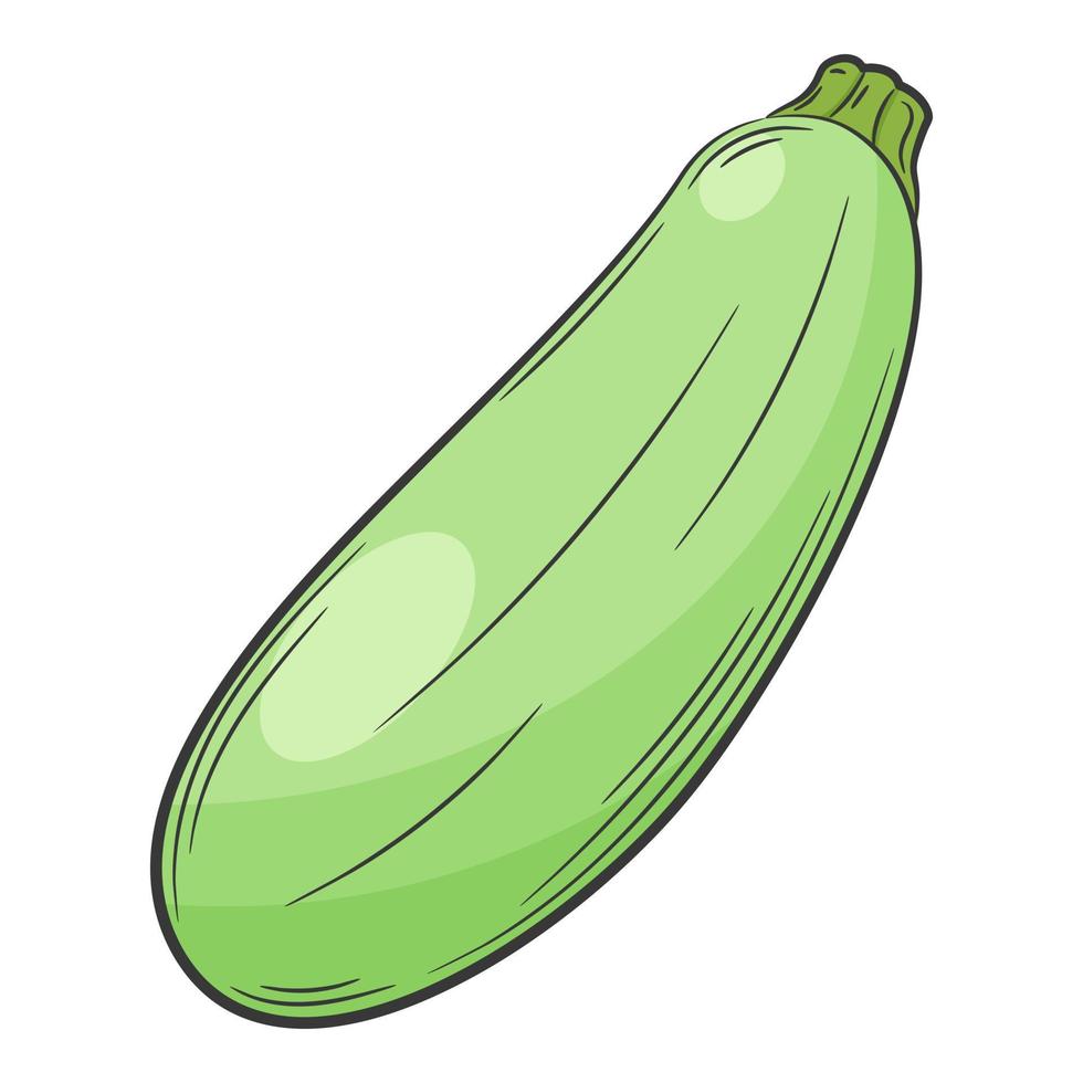 Whole zucchini. A vegetable in a linear style, drawn by hand. Food ingredient, design element.Color vector illustration with outline. Isolated on a white background