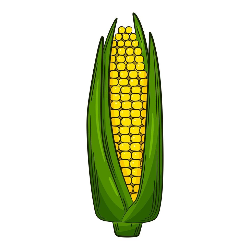 Corn on the cob. A vegetable in a linear style, drawn by hand. Food ingredient, design element.Color vector illustration with outline. Isolated on a white background
