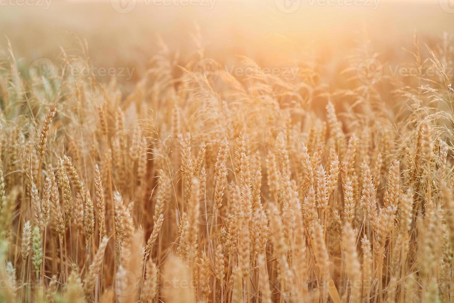 wheat field at the sunset in Ukraine photo