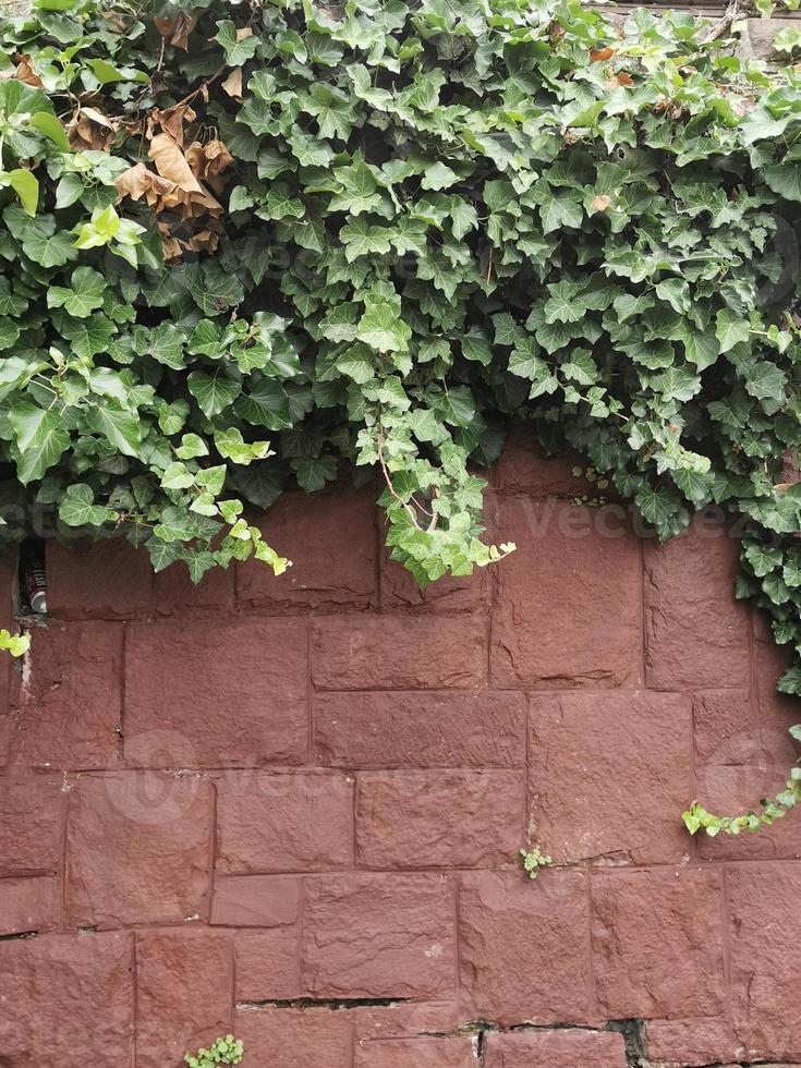 hojas verdes frente a una pared de ladrillos foto