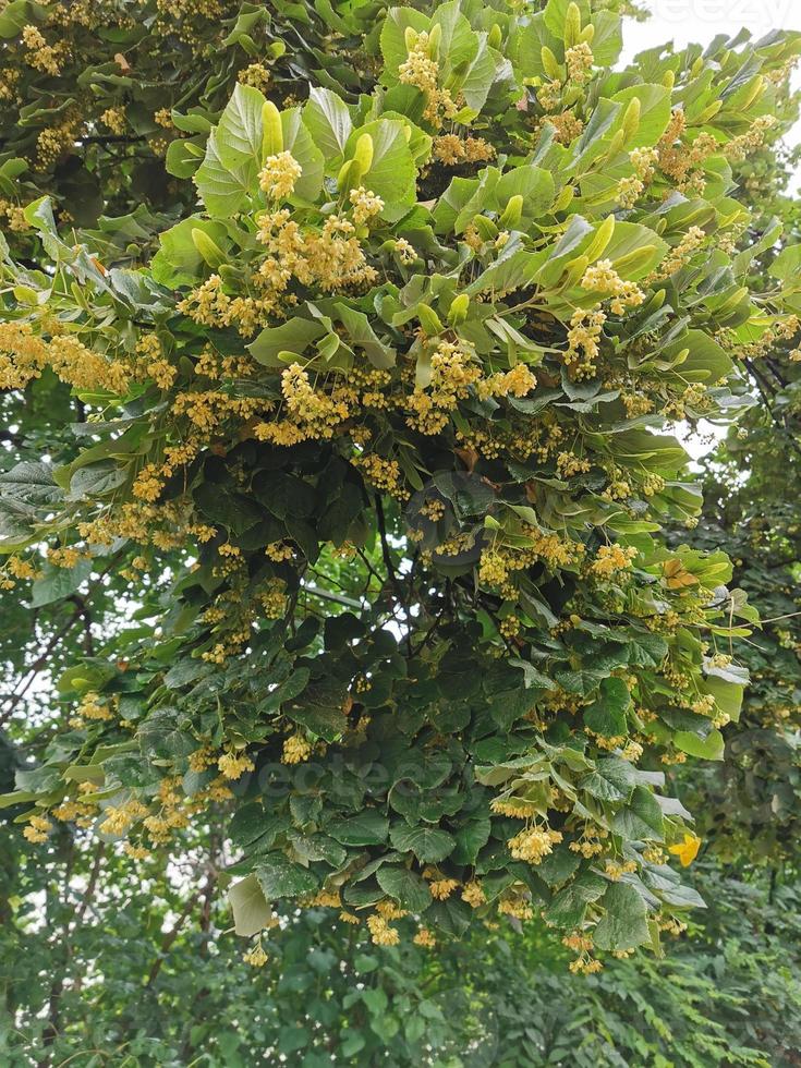 A bunch of green bananas growing on a tree photo