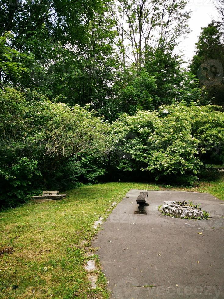 un camino con árboles al lado de un árbol foto