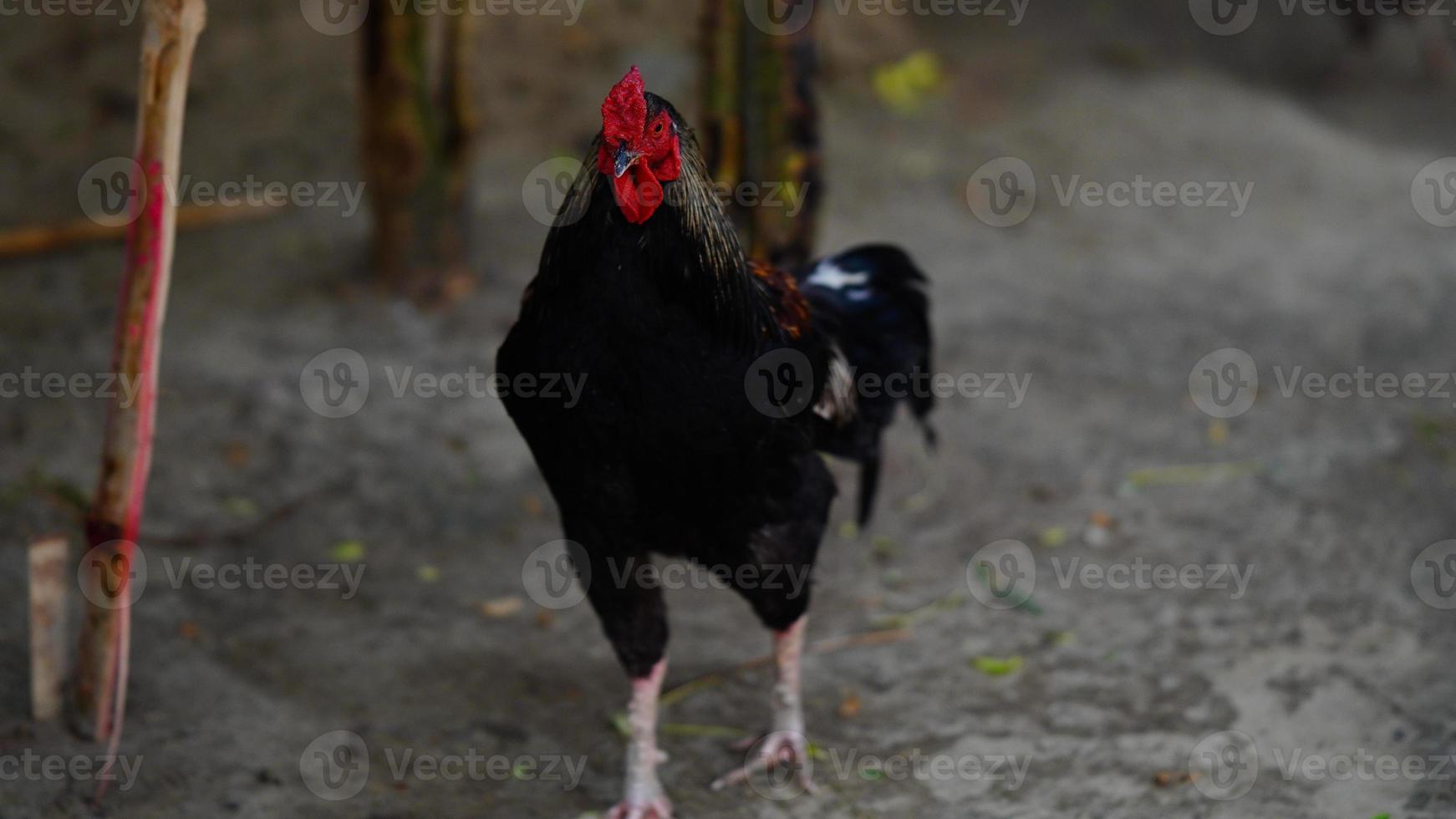 Hens from free range. photo