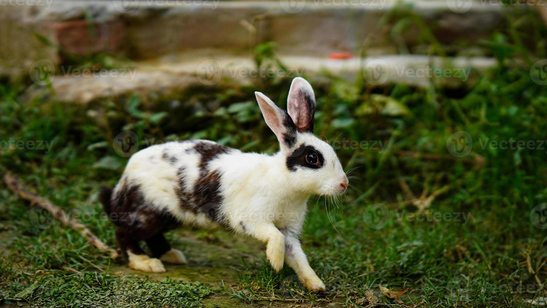 lindo conejo corriendo en la hierba foto