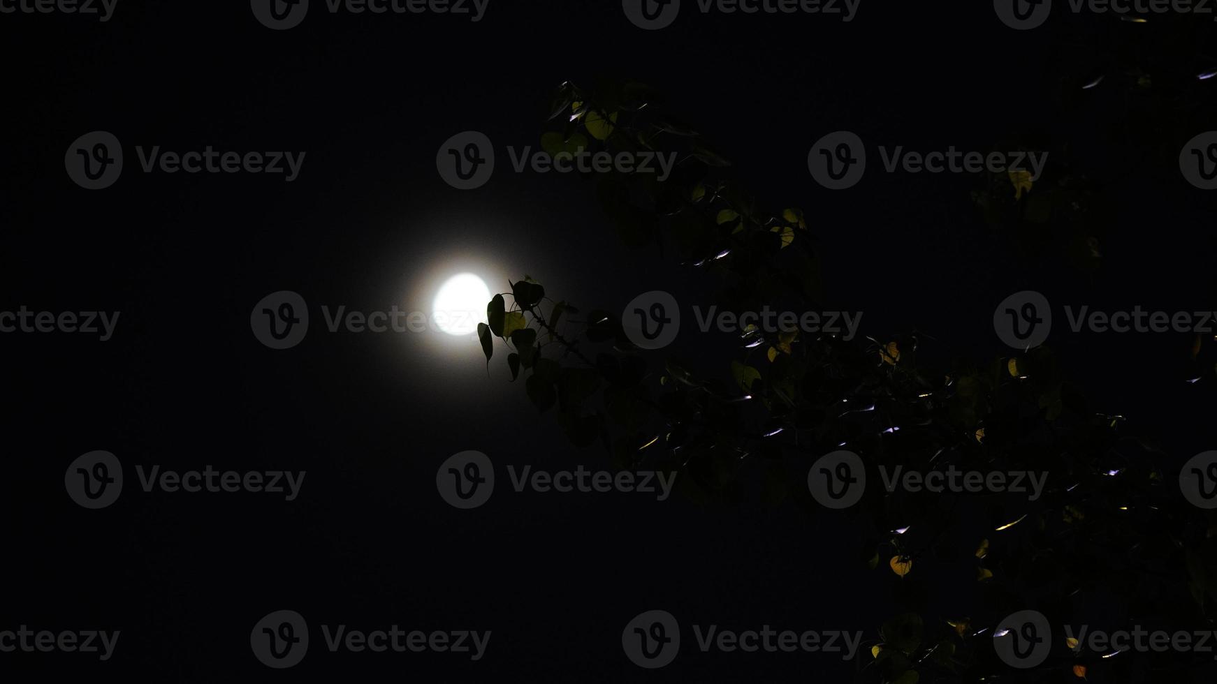 white moon with some tree leaf clicked in night mode photo