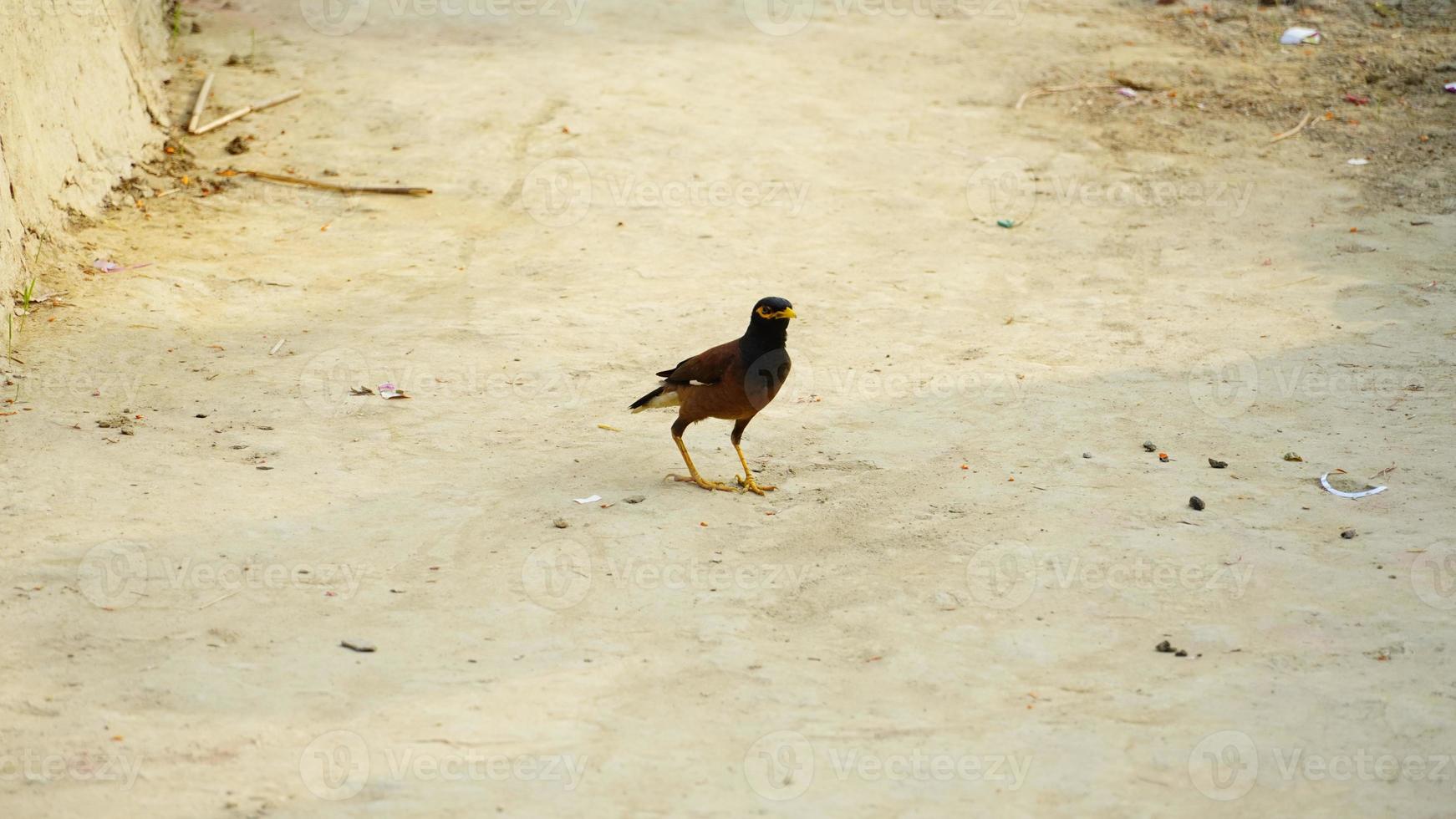 pájaro myna sentado en el suelo foto