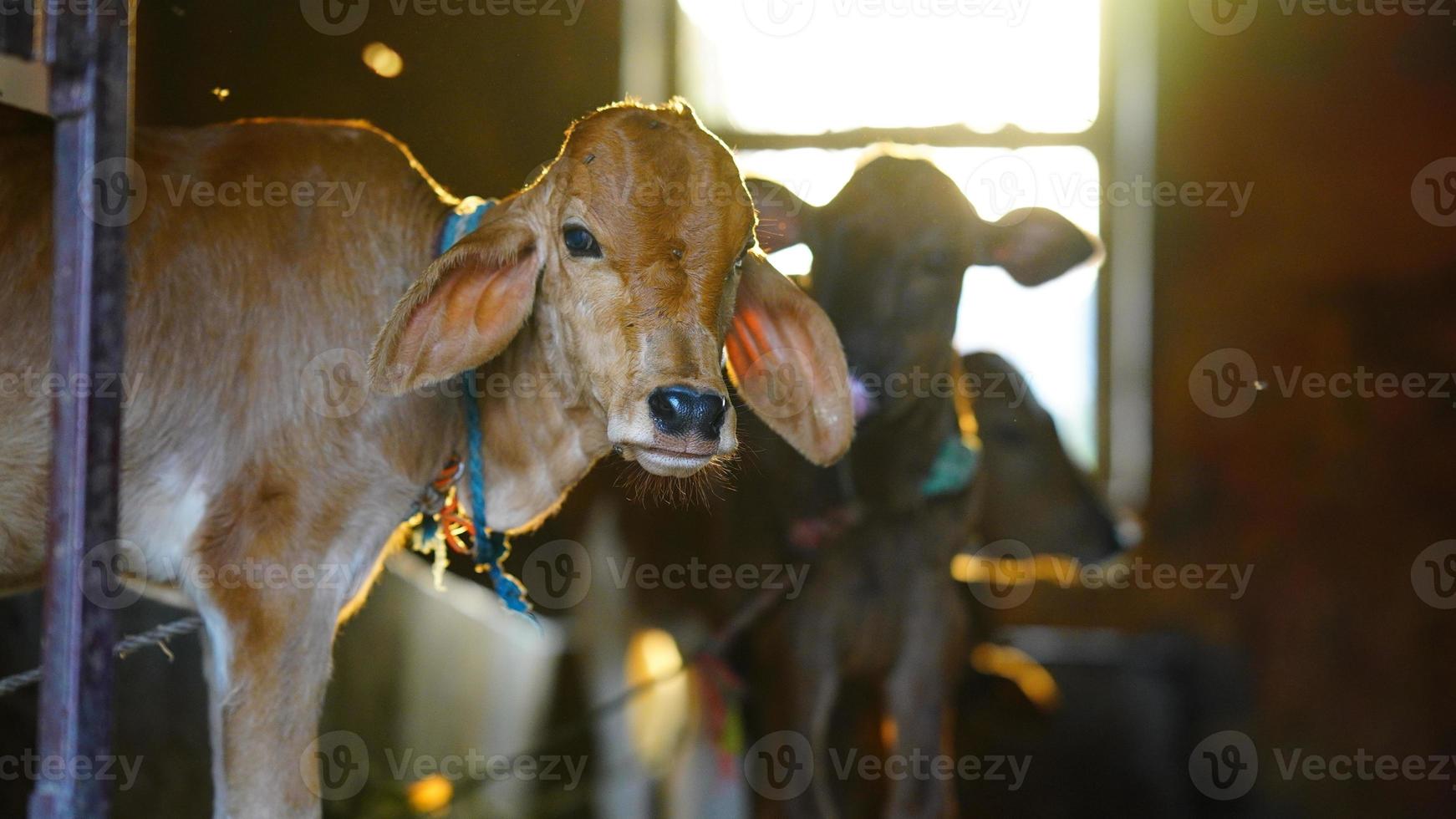 The brown and white cute calf with sun flayer photo