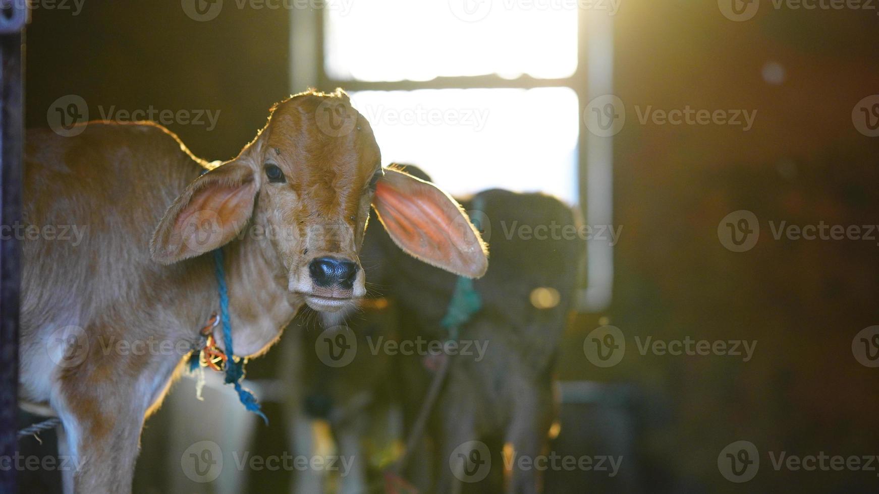 The brown cute calf with sun flayer photo