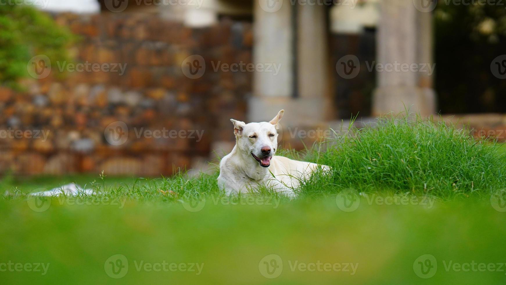 alone dog image on street india photo