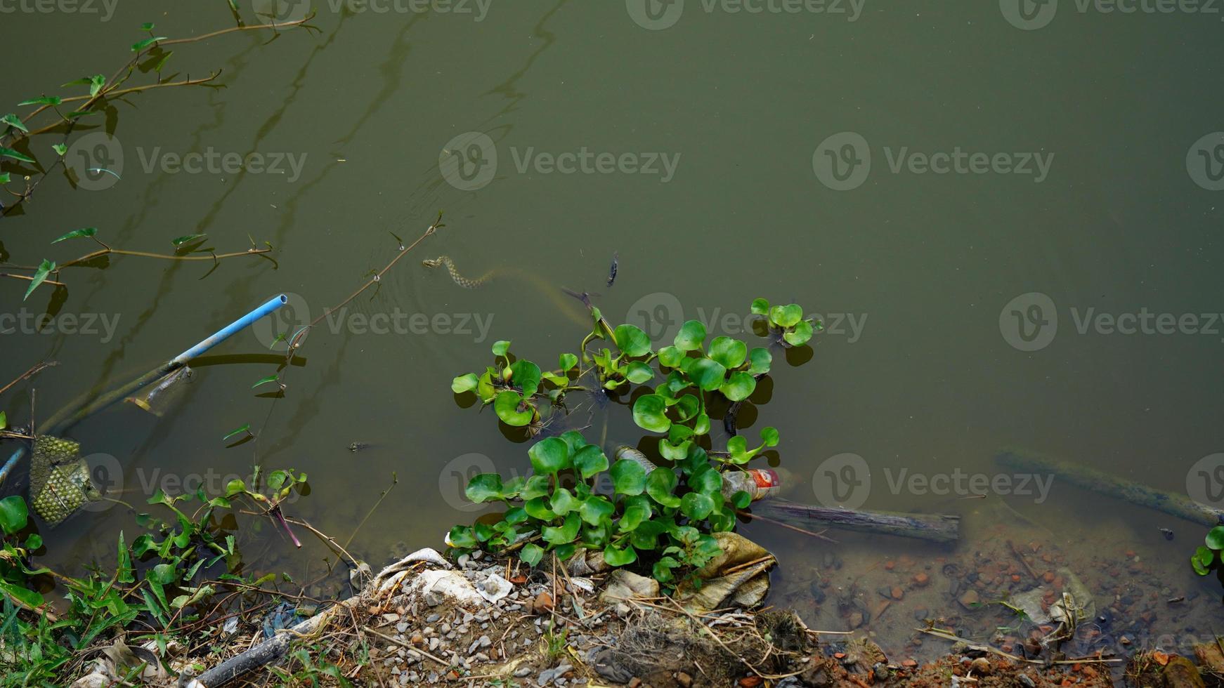 snake in the water image photo