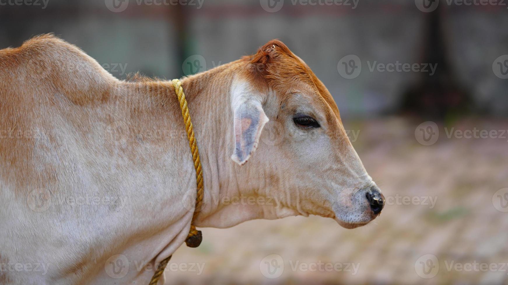 The indian white milky cow photo