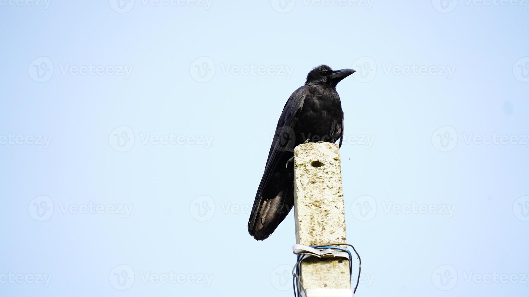 crow sitting on lights poul photo